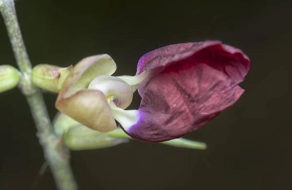 Tiro Cerca Flor Hierba Macroptilium Lathyroides —  Fotos de Stock