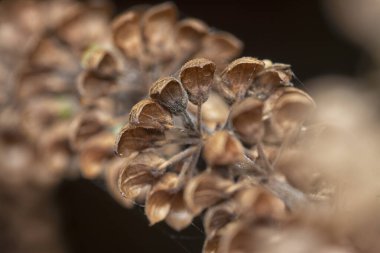 Kurumuş Lamiaceae sap çiçeği yakın çekim