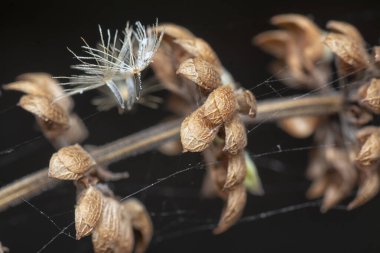 Kurumuş Lamiaceae sap çiçeği yakın çekim