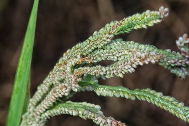 Paspalum sapı tohumu sapına yakın çekim.