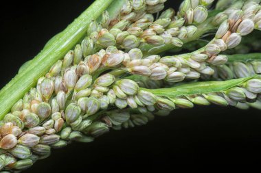 Paspalum sapı tohumu sapına yakın çekim.