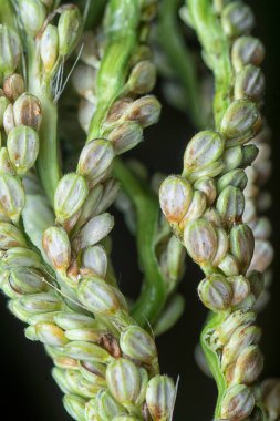 Paspalum sapı tohumu sapına yakın çekim.