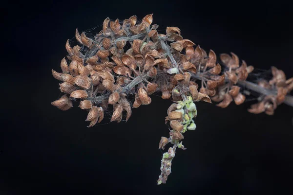 Στενή Λήψη Του Αποξηραμένου Θάμνου Του Στελέχους Lamiaceae — Φωτογραφία Αρχείου