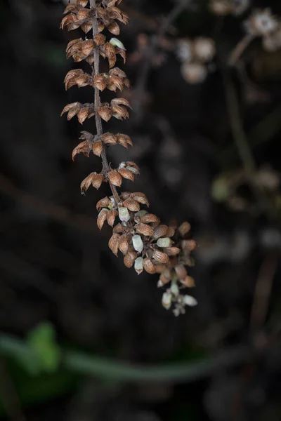 Nahaufnahme Der Getrockneten Staudenblüte Lamiaceae — Stockfoto