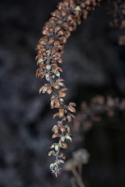 Tiro Cerca Flor Seca Del Arbusto Del Tallo Lamiaceae — Foto de Stock