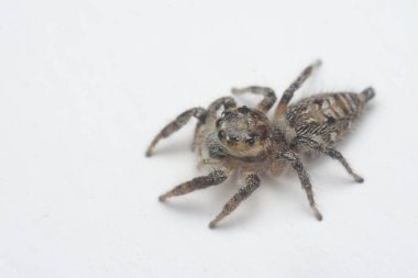 Beyaz arka planlı, kahverengi duvardan atlayan örümceğin yakın çekimi.