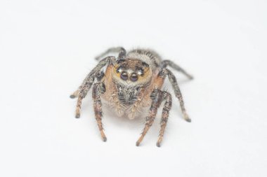 Beyaz arka planlı, kahverengi duvardan atlayan örümceğin yakın çekimi.