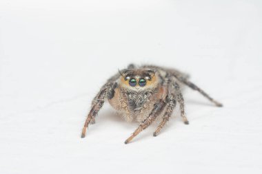 Beyaz arka planlı, kahverengi duvardan atlayan örümceğin yakın çekimi.