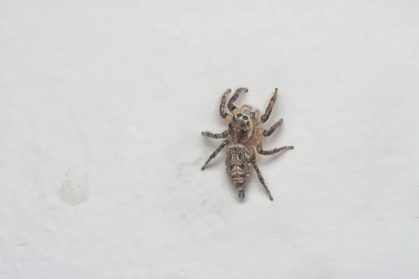 近照的褐色墙壁跳跃蜘蛛与白色背景 — 图库照片