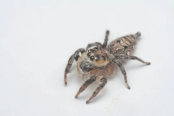 Close Shot Brown Wall Jumping Spider White Background — Stock Photo, Image