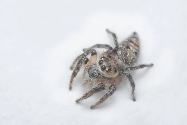 Beyaz Arka Planlı Kahverengi Duvardan Atlayan Örümceğin Yakın Çekimi — Stok fotoğraf