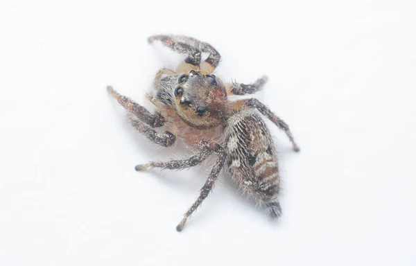 近照的褐色墙壁跳跃蜘蛛与白色背景 — 图库照片