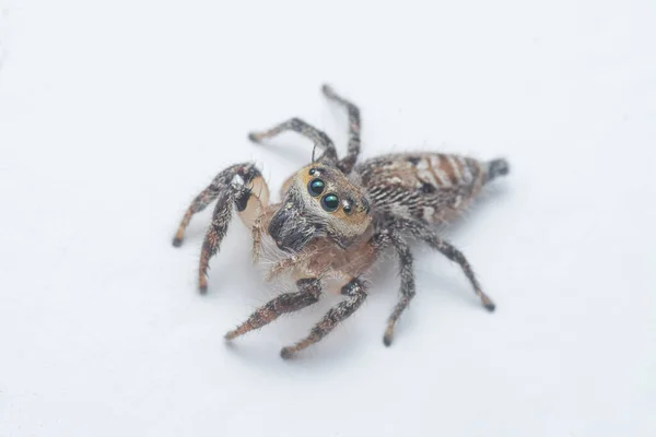 배경을 거미의 — 스톡 사진