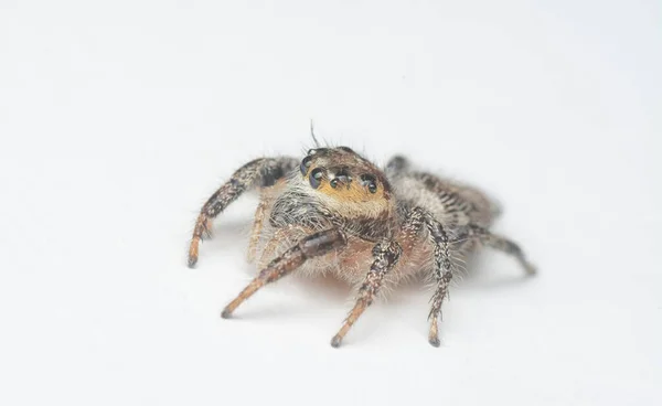 Close Shot Brown Wall Jumping Spider White Background — Stock Photo, Image