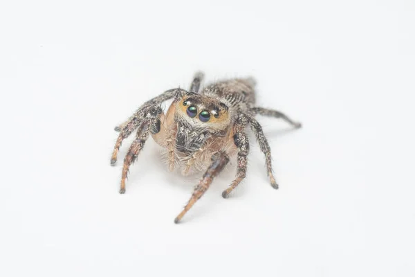 Beyaz Arka Planlı Kahverengi Duvardan Atlayan Örümceğin Yakın Çekimi — Stok fotoğraf