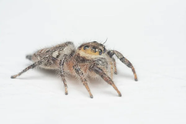 Zblízka Záběr Hnědé Stěny Skákání Pavouk Bílým Pozadím — Stock fotografie