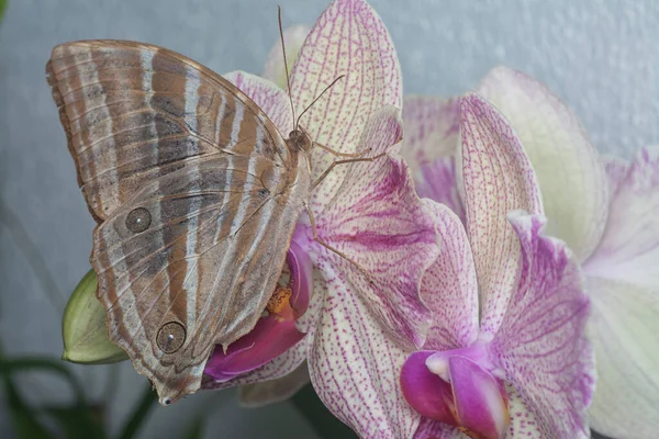 Nahaufnahme Des Palmking Schmetterlings — Stockfoto
