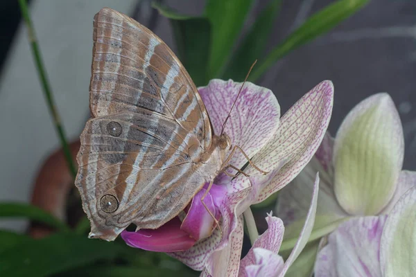 Nahaufnahme Des Palmking Schmetterlings — Stockfoto