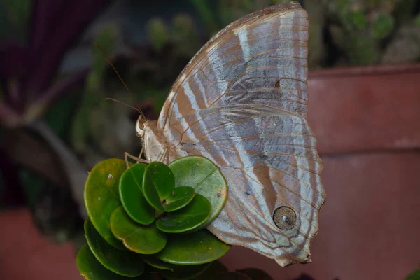 Zblízka Záběr Motýla Palmking — Stock fotografie
