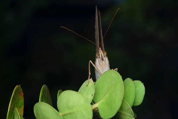 Κοντινό Πλάνο Της Πεταλούδας Palmking — Φωτογραφία Αρχείου