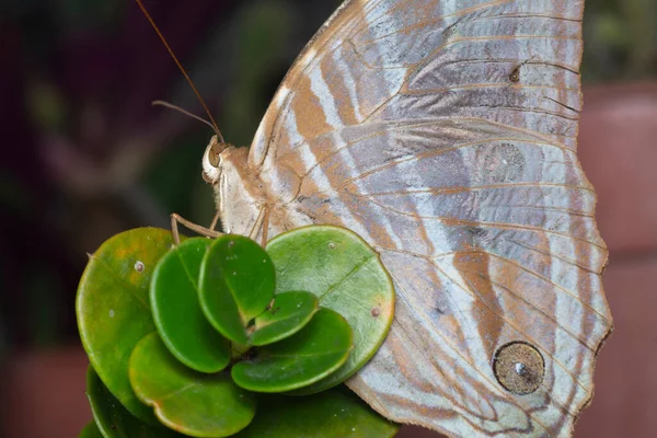 パームキング蝶の終わりのショット — ストック写真