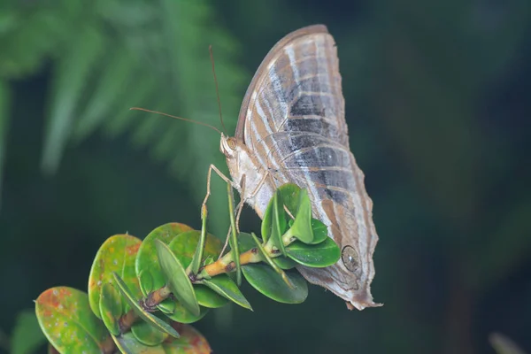 Bliskie Ujęcie Motyla Palmking — Zdjęcie stockowe