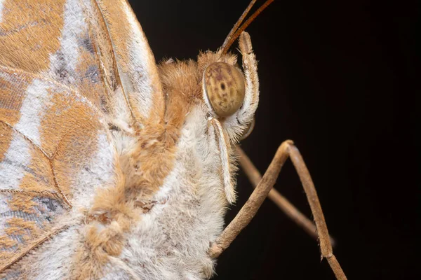 パームキング蝶の終わりのショット — ストック写真