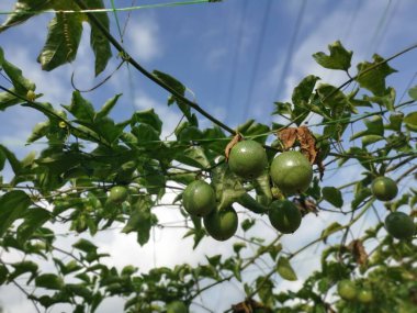 Passiflora Edulis Meyve çiftliğinde sürünüyor