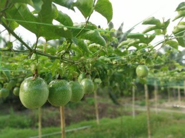 Passiflora Edulis Meyve çiftliğinde sürünüyor