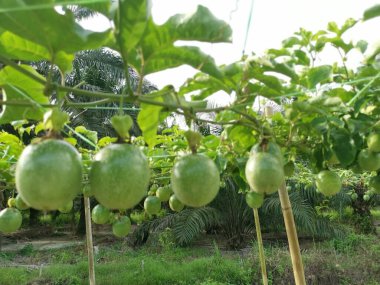 Passiflora Edulis Meyve çiftliğinde sürünüyor