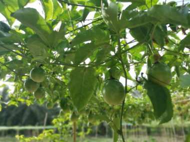 Passiflora Edulis Meyve çiftliğinde sürünüyor