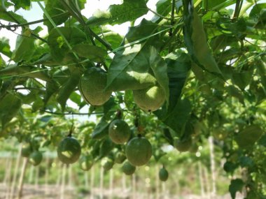 Passiflora Edulis Meyve çiftliğinde sürünüyor