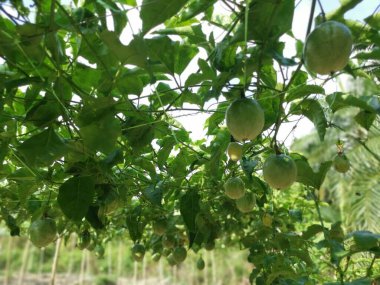 Passiflora Edulis Meyve çiftliğinde sürünüyor