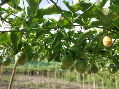 Passiflora Edulis Meyve çiftliğinde sürünüyor