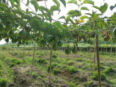 Passiflora Edulis Meyve çiftliğinde sürünüyor