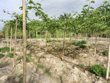 Passiflora Edulis Meyve çiftliğinde sürünüyor