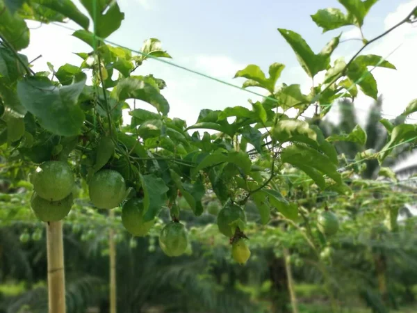 Passiflora Edulis Rastrero Frutas Granja —  Fotos de Stock