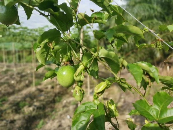 Passiflora Edulis Meyve Çiftliğinde Sürünüyor — Stok fotoğraf