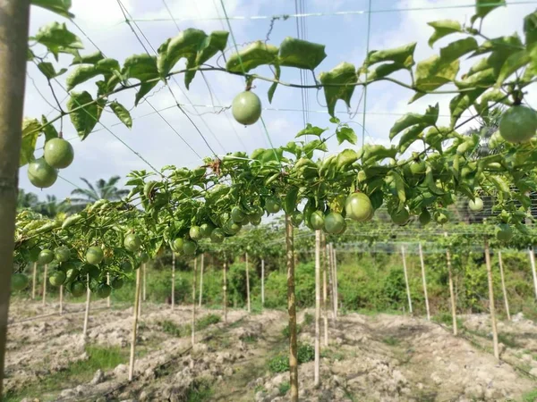 passiflora edulis creeping fruits farm