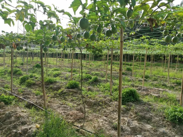 passiflora edulis creeping fruits farm
