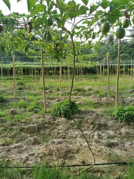 Passiflora Edulis Meyve Çiftliğinde Sürünüyor — Stok fotoğraf