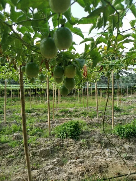 Passiflora Edulis Schleichobst Bauernhof — Stockfoto