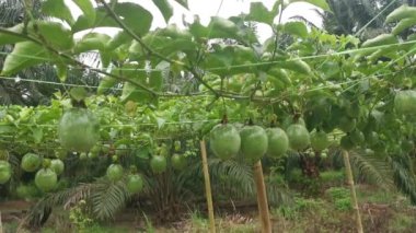 Passiflora Edulis asma dallarında sallanan meyveler.
