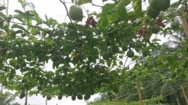Passiflora Edulis asma dallarında sallanan meyveler.