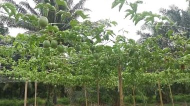 Passiflora Edulis asma dallarında sallanan meyveler.