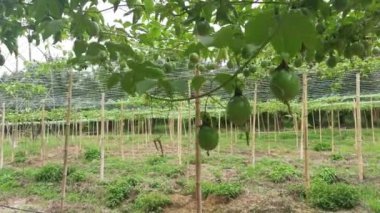 Passiflora Edulis asma dallarında sallanan meyveler.