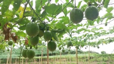 Passiflora Edulis asma dallarında sallanan meyveler.