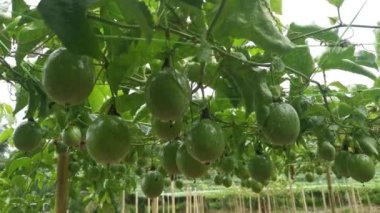 Passiflora Edulis asma dallarında sallanan meyveler.