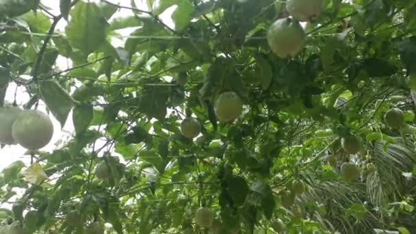 Passiflora Edulis Rastejando Frutas Penduradas Nas Hastes Videira — Vídeo de Stock
