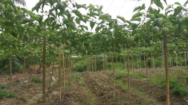 Passiflora Edulis Rastejando Frutas Penduradas Nas Hastes Videira — Vídeo de Stock
